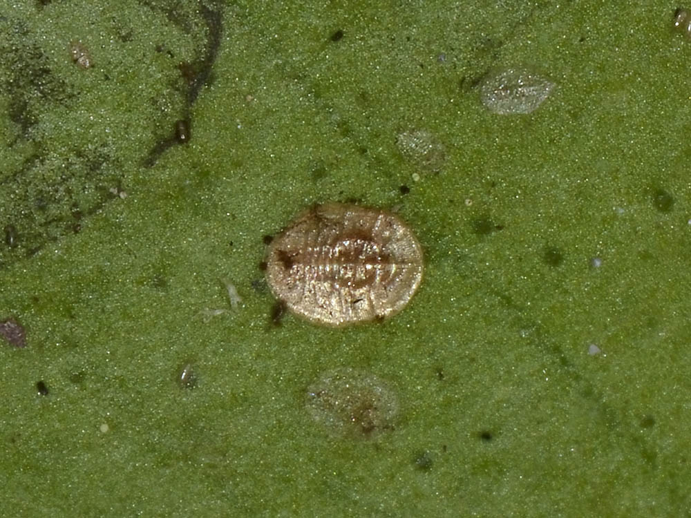 Aleyrodidae?